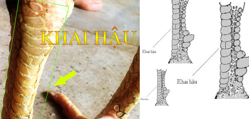 Coi vảy khai hậu