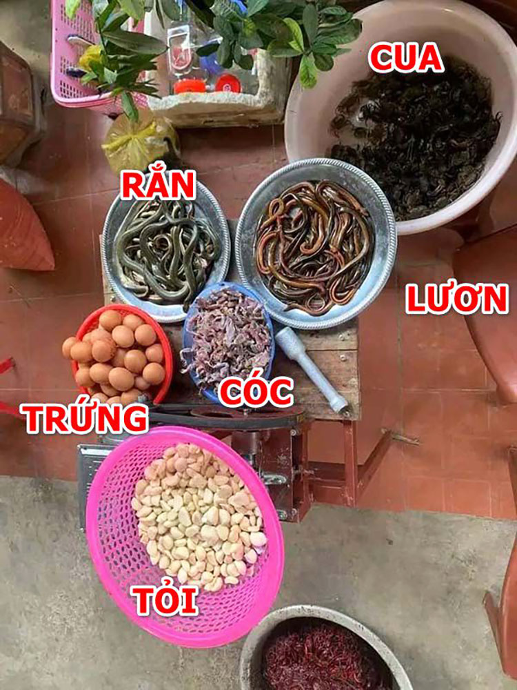 làm mồi rắn cho gà chọi