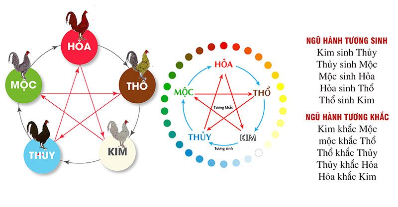 xem màu mạng gà đá theo ngũ hành